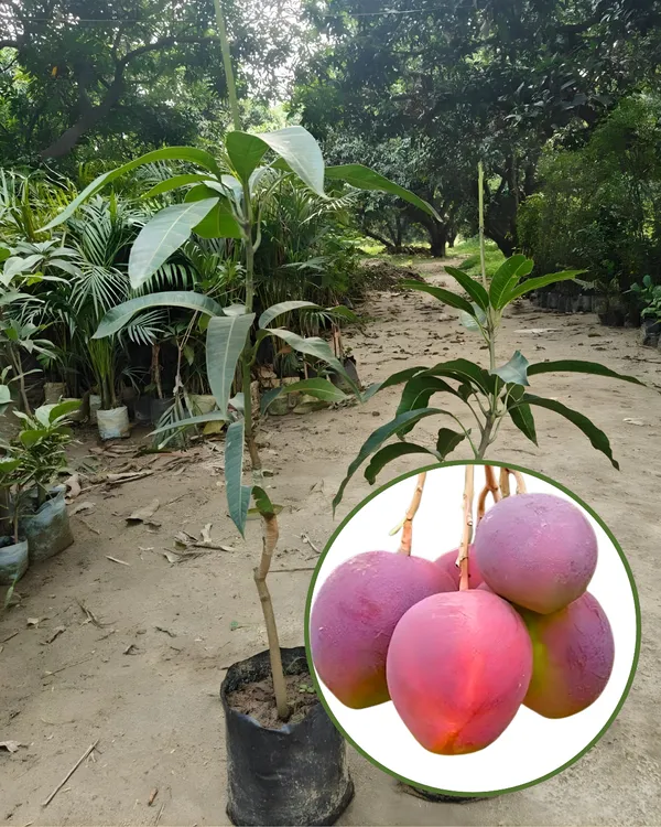 Pratibha_Mango_Plant_|_Grafted_High-Yield_Variety_|_Sweet_Aromatic_Fruits_|_Fast_Growing_|_Ideal_for_Pots_&_Gardens_|_Healthy_Live_Plant_Guaranteed