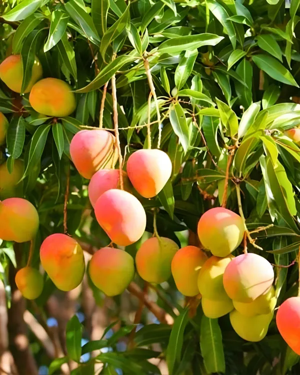Pratibha_Mango_Plant_|_Grafted_High-Yield_Variety_|_Sweet_Aromatic_Fruits_|_Fast_Growing_|_Ideal_for_Pots_&_Gardens_|_Healthy_Live_Plant_Guaranteed