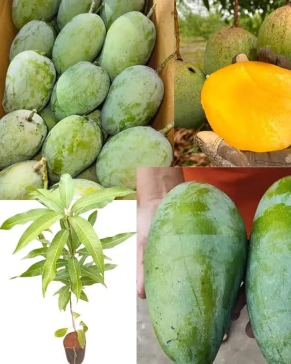 Rare_Nurjahan_Mango_Grafted_Plant_|_Grafted_Jumbo_Authentic_Nurjahan_Mango_Live_Plant_|_Healthy_Live_Plant_Guaranteed.