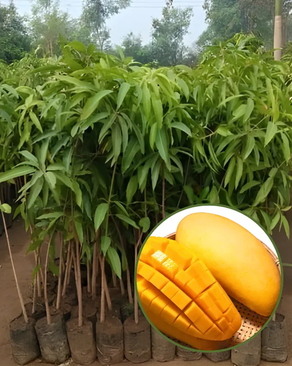 Rare_Nurjahan_Mango_Grafted_Plant_|_Grafted_Jumbo_Authentic_Nurjahan_Mango_Live_Plant_|_Healthy_Live_Plant_Guaranteed.
