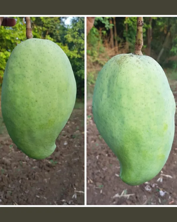 Rare_Nurjahan_Mango_Grafted_Plant_|_Grafted_Jumbo_Authentic_Nurjahan_Mango_Live_Plant_|_Healthy_Live_Plant_Guaranteed.
