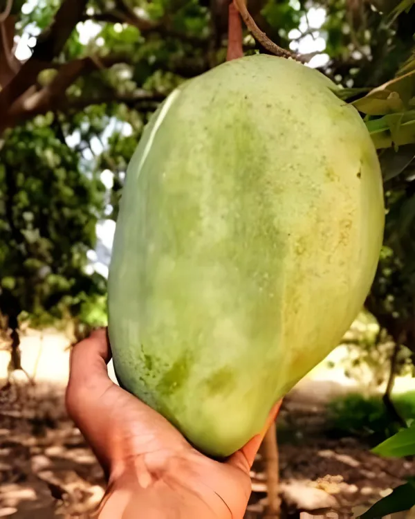 Rare_Nurjahan_Mango_Grafted_Plant_|_Grafted_Jumbo_Authentic_Nurjahan_Mango_Live_Plant_|_Healthy_Live_Plant_Guaranteed.