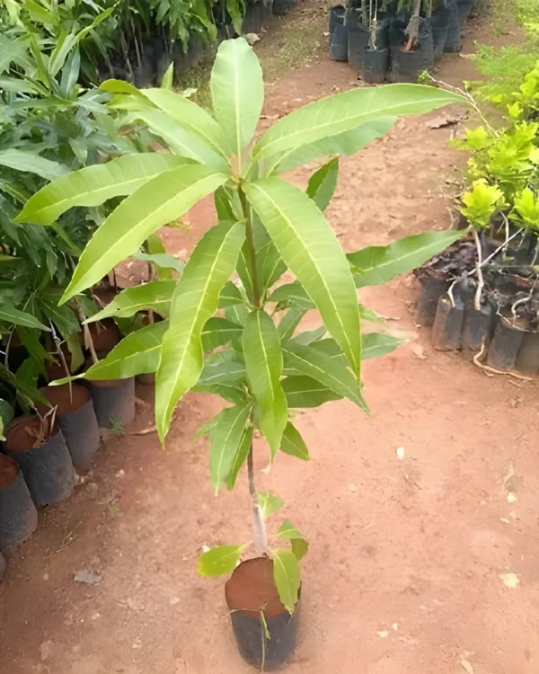 Rare_Nurjahan_Mango_Grafted_Plant_|_Grafted_Jumbo_Authentic_Nurjahan_Mango_Live_Plant_|_Healthy_Live_Plant_Guaranteed.