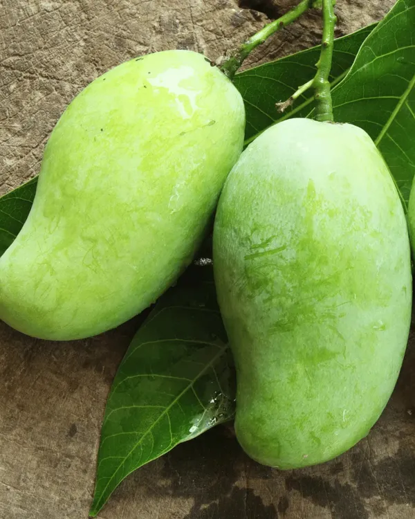 Rare_Nurjahan_Mango_Grafted_Plant_|_Grafted_Jumbo_Authentic_Nurjahan_Mango_Live_Plant_|_Healthy_Live_Plant_Guaranteed.