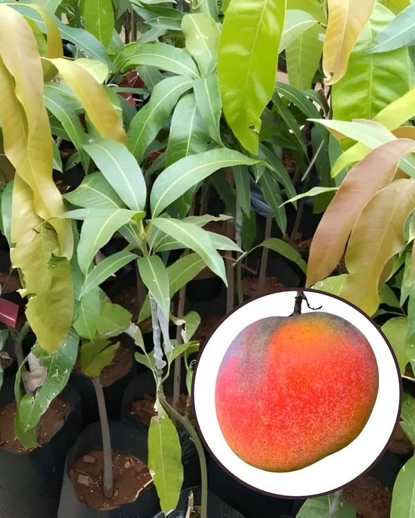 Hong_Siang_Red_Dragon_Mango_Plant_|_Grafted_Variety_|_Sweet_Aromatic_Red-Blushed_Fruits_|_High_Yield_|_Fast_Growing_|_Ideal_for_Pots_&_Gardens_|_Healthy_Live_Plant_Guaranteed