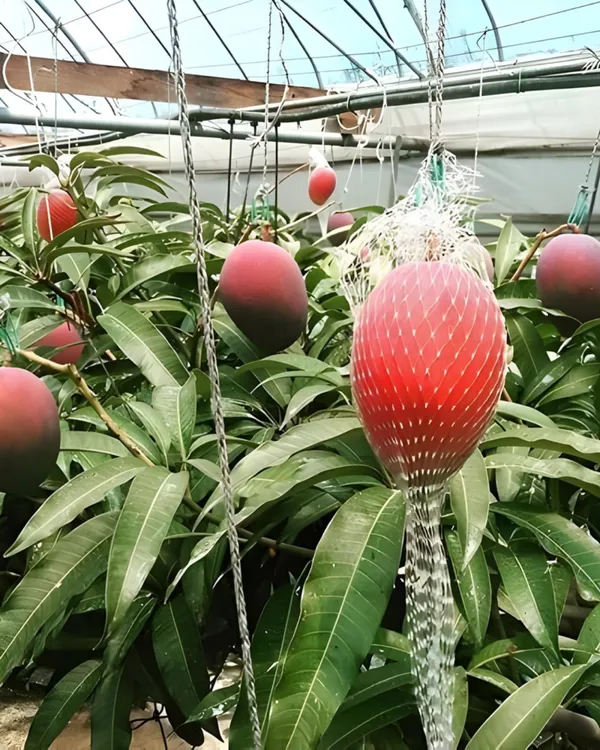 Hong_Siang_Red_Dragon_Mango_Plant_|_Grafted_Variety_|_Sweet_Aromatic_Red-Blushed_Fruits_|_High_Yield_|_Fast_Growing_|_Ideal_for_Pots_&_Gardens_|_Healthy_Live_Plant_Guaranteed