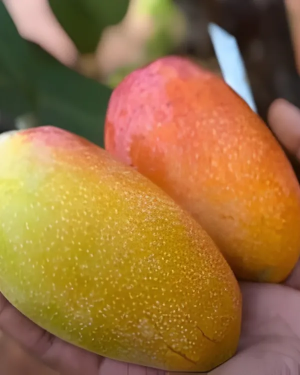 Hong_Siang_Red_Dragon_Mango_Plant_|_Grafted_Variety_|_Sweet_Aromatic_Red-Blushed_Fruits_|_High_Yield_|_Fast_Growing_|_Ideal_for_Pots_&_Gardens_|_Healthy_Live_Plant_Guaranteed