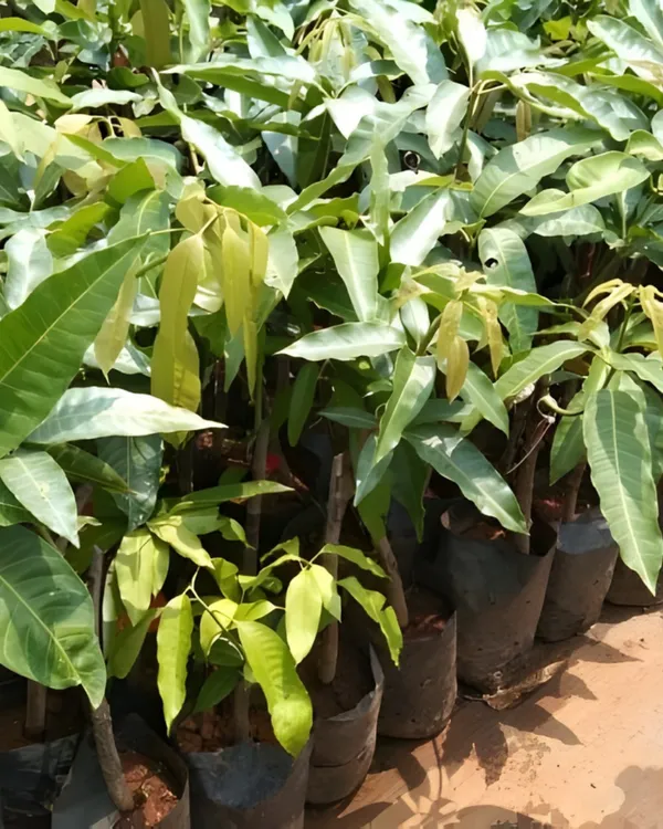 Hong_Siang_Red_Dragon_Mango_Plant_|_Grafted_Variety_|_Sweet_Aromatic_Red-Blushed_Fruits_|_High_Yield_|_Fast_Growing_|_Ideal_for_Pots_&_Gardens_|_Healthy_Live_Plant_Guaranteed