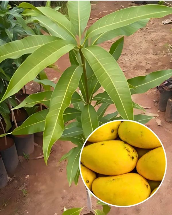 Kohitoor_(Kohinoor)_Mango_Plant_|_Grafted_High-Yield_Variety_|_Sweet_Juicy_Fiberless_Fruits_|_Fast_Growing_|_Ideal_for_Pots_&_Gardens_|_Healthy_Live_Plant_Guaranteed