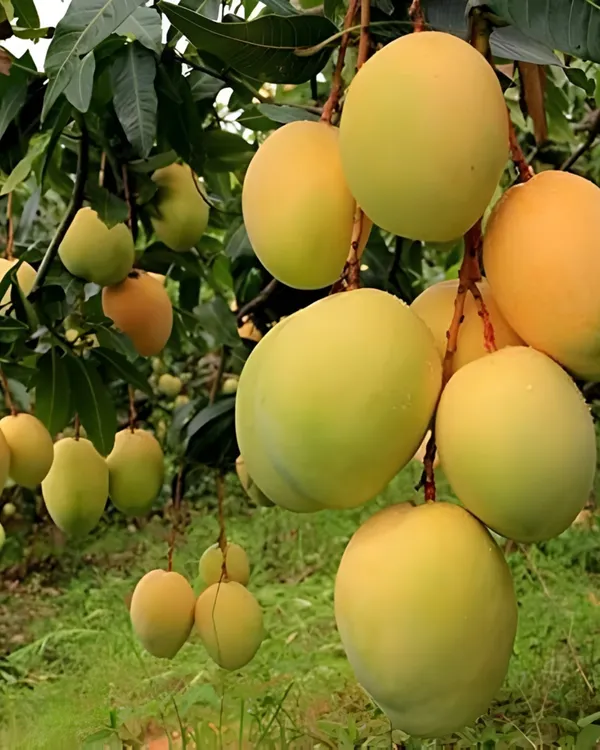 Kohitoor_(Kohinoor)_Mango_Plant_|_Grafted_High-Yield_Variety_|_Sweet_Juicy_Fiberless_Fruits_|_Fast_Growing_|_Ideal_for_Pots_&_Gardens_|_Healthy_Live_Plant_Guaranteed
