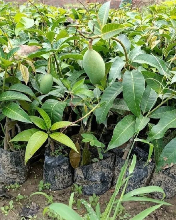 Kohitoor_(Kohinoor)_Mango_Plant_|_Grafted_High-Yield_Variety_|_Sweet_Juicy_Fiberless_Fruits_|_Fast_Growing_|_Ideal_for_Pots_&_Gardens_|_Healthy_Live_Plant_Guaranteed