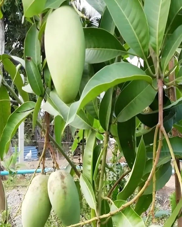 Kohitoor_(Kohinoor)_Mango_Plant_|_Grafted_High-Yield_Variety_|_Sweet_Juicy_Fiberless_Fruits_|_Fast_Growing_|_Ideal_for_Pots_&_Gardens_|_Healthy_Live_Plant_Guaranteed