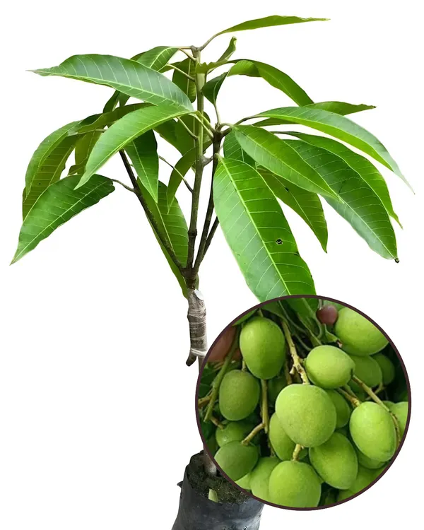 KachaMitha_Mango_Plant_|_Grafted_High-Yield_Variety_|_Sweet_&_Slightly_Tangy_Fruits_|_Fast_Growing_|_Ideal_for_Pots_&_Gardens_|_Healthy_Live_Plant_Guaranteed