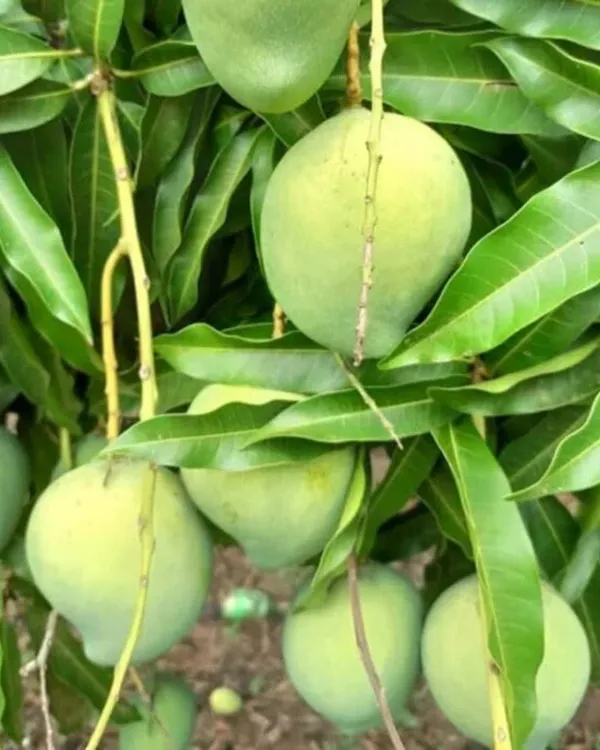 KachaMitha_Mango_Plant_|_Grafted_High-Yield_Variety_|_Sweet_&_Slightly_Tangy_Fruits_|_Fast_Growing_|_Ideal_for_Pots_&_Gardens_|_Healthy_Live_Plant_Guaranteed