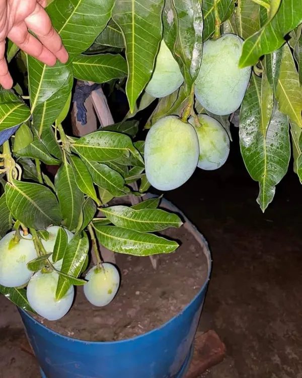 KachaMitha_Mango_Plant_|_Grafted_High-Yield_Variety_|_Sweet_&_Slightly_Tangy_Fruits_|_Fast_Growing_|_Ideal_for_Pots_&_Gardens_|_Healthy_Live_Plant_Guaranteed