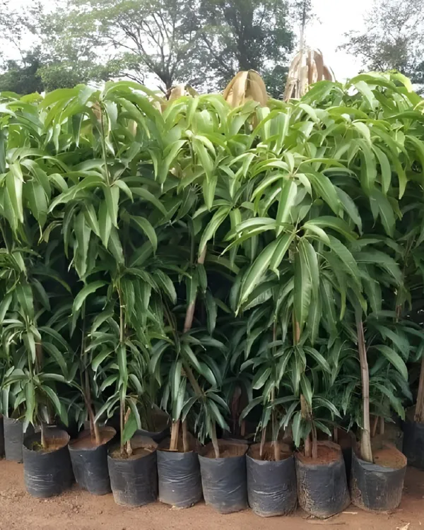 KachaMitha_Mango_Plant_|_Grafted_High-Yield_Variety_|_Sweet_&_Slightly_Tangy_Fruits_|_Fast_Growing_|_Ideal_for_Pots_&_Gardens_|_Healthy_Live_Plant_Guaranteed