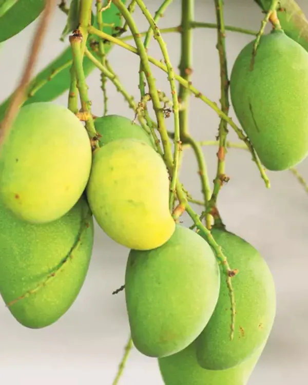 KachaMitha_Mango_Plant_|_Grafted_High-Yield_Variety_|_Sweet_&_Slightly_Tangy_Fruits_|_Fast_Growing_|_Ideal_for_Pots_&_Gardens_|_Healthy_Live_Plant_Guaranteed
