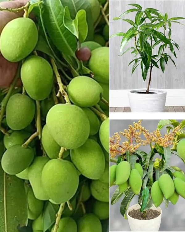 KachaMitha_Mango_Plant_|_Grafted_High-Yield_Variety_|_Sweet_&_Slightly_Tangy_Fruits_|_Fast_Growing_|_Ideal_for_Pots_&_Gardens_|_Healthy_Live_Plant_Guaranteed