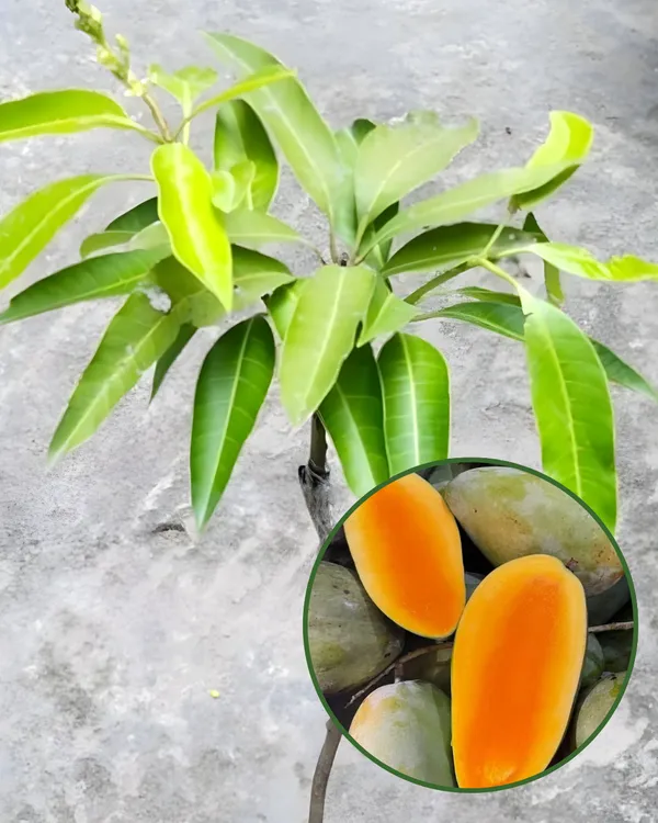 Amrapali_Mango_Plant_|_Grafted_High-Yield_Dwarf_Variety_|_Sweet_Fiberless_Fruits_|_Early_Fruiting_|_Ideal_for_Pots_&_Gardens_|_Healthy_Live_Plant_Guaranteed