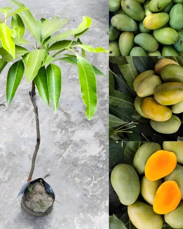 Amrapali_Mango_Plant_|_Grafted_High-Yield_Dwarf_Variety_|_Sweet_Fiberless_Fruits_|_Early_Fruiting_|_Ideal_for_Pots_&_Gardens_|_Healthy_Live_Plant_Guaranteed
