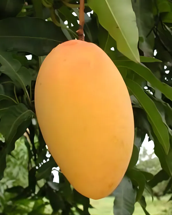 Amrapali_Mango_Plant_|_Grafted_High-Yield_Dwarf_Variety_|_Sweet_Fiberless_Fruits_|_Early_Fruiting_|_Ideal_for_Pots_&_Gardens_|_Healthy_Live_Plant_Guaranteed