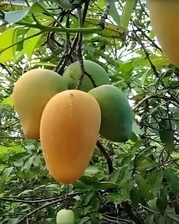 Amrapali_Mango_Plant_|_Grafted_High-Yield_Dwarf_Variety_|_Sweet_Fiberless_Fruits_|_Early_Fruiting_|_Ideal_for_Pots_&_Gardens_|_Healthy_Live_Plant_Guaranteed