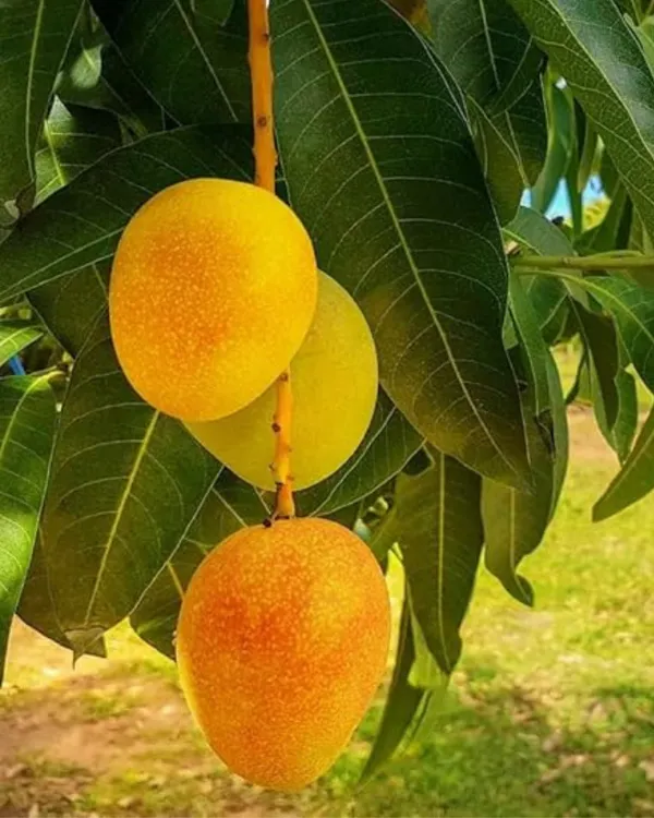 Amrapali_Mango_Plant_|_Grafted_High-Yield_Dwarf_Variety_|_Sweet_Fiberless_Fruits_|_Early_Fruiting_|_Ideal_for_Pots_&_Gardens_|_Healthy_Live_Plant_Guaranteed