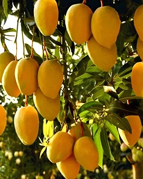 Amrapali_Mango_Plant_|_Grafted_High-Yield_Dwarf_Variety_|_Sweet_Fiberless_Fruits_|_Early_Fruiting_|_Ideal_for_Pots_&_Gardens_|_Healthy_Live_Plant_Guaranteed