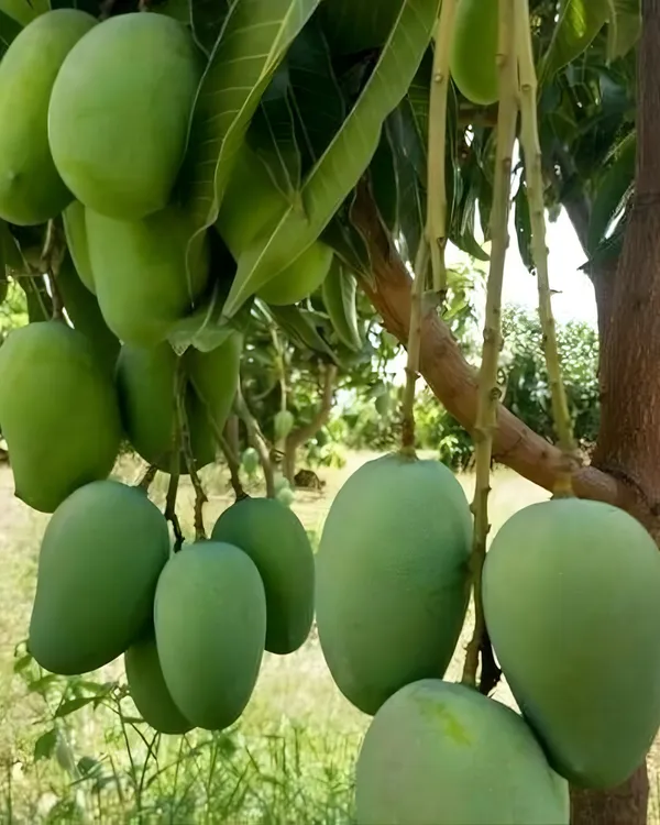 Himsagar_(Himasagar)_Mango_Plant_|_Grafted_High-Yield_Variety_|_Sweet_Aromatic_Fiberless_Fruits_|_Fast_Growing_|_Ideal_for_Pots_&_Gardens_|_Healthy_Live_Plant_Guaranteed