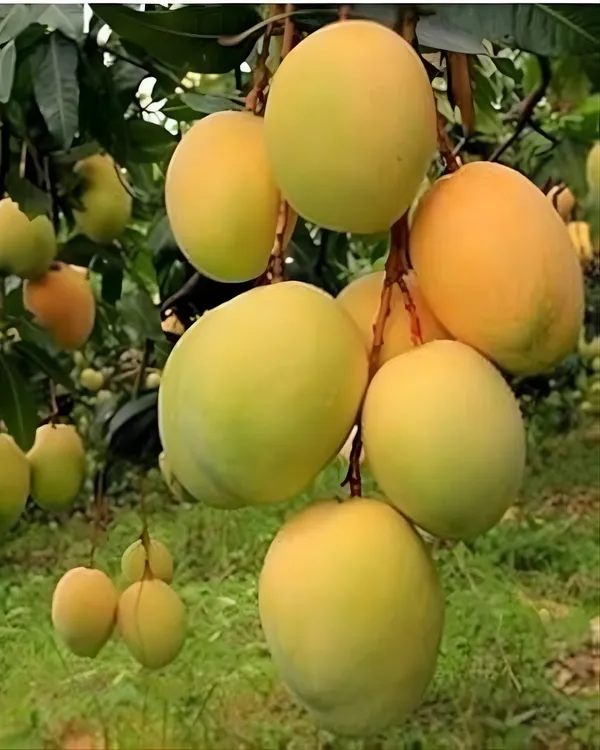 Himsagar_(Himasagar)_Mango_Plant_|_Grafted_High-Yield_Variety_|_Sweet_Aromatic_Fiberless_Fruits_|_Fast_Growing_|_Ideal_for_Pots_&_Gardens_|_Healthy_Live_Plant_Guaranteed