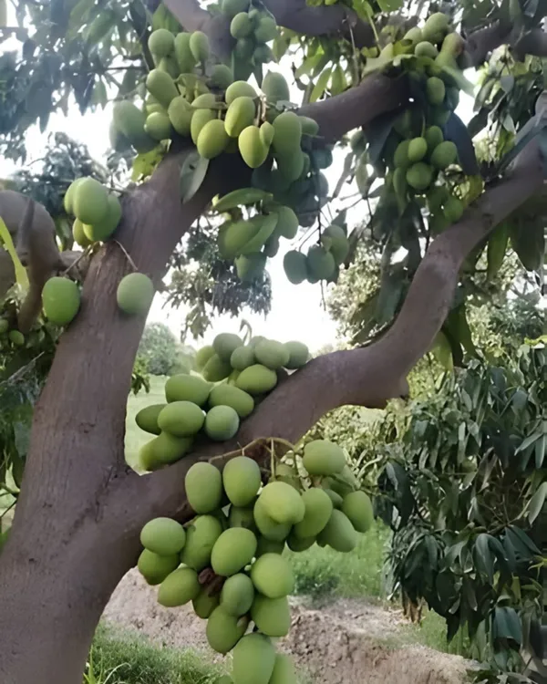 Himsagar_(Himasagar)_Mango_Plant_|_Grafted_High-Yield_Variety_|_Sweet_Aromatic_Fiberless_Fruits_|_Fast_Growing_|_Ideal_for_Pots_&_Gardens_|_Healthy_Live_Plant_Guaranteed