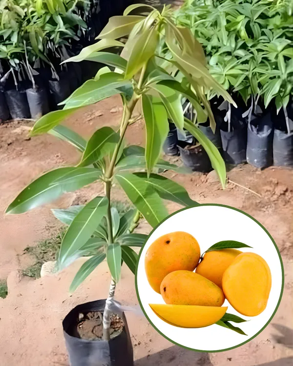 Himsagar_(Himasagar)_Mango_Plant_|_Grafted_High-Yield_Variety_|_Sweet_Aromatic_Fiberless_Fruits_|_Fast_Growing_|_Ideal_for_Pots_&_Gardens_|_Healthy_Live_Plant_Guaranteed