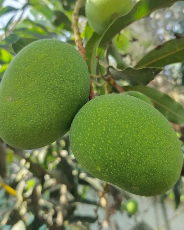 Himsagar_(Himasagar)_Mango_Plant_|_Grafted_High-Yield_Variety_|_Sweet_Aromatic_Fiberless_Fruits_|_Fast_Growing_|_Ideal_for_Pots_&_Gardens_|_Healthy_Live_Plant_Guaranteed