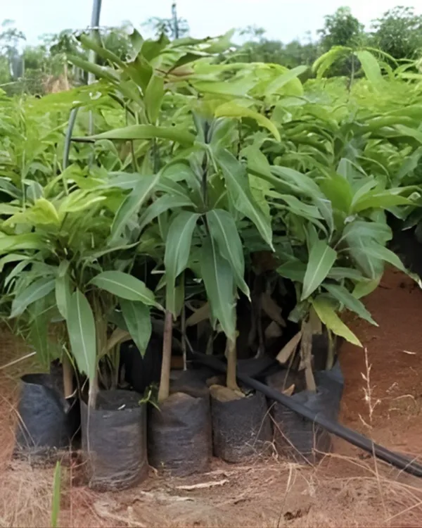 Mallika_Mango_Plant_|_Grafted_High-Yield_Hybrid_Variety_|_Sweet_Fiberless_Aromatic_Fruits_|_Early_Fruiting_|_Ideal_for_Pots_&_Gardens_|_Healthy_Live_Plant_Guaranteed