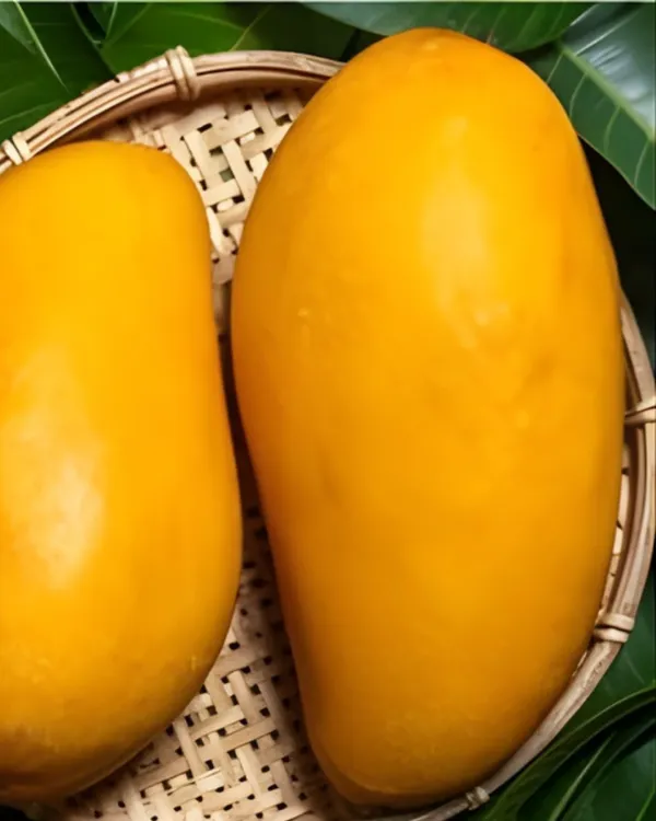 Mallika_Mango_Plant_|_Grafted_High-Yield_Hybrid_Variety_|_Sweet_Fiberless_Aromatic_Fruits_|_Early_Fruiting_|_Ideal_for_Pots_&_Gardens_|_Healthy_Live_Plant_Guaranteed