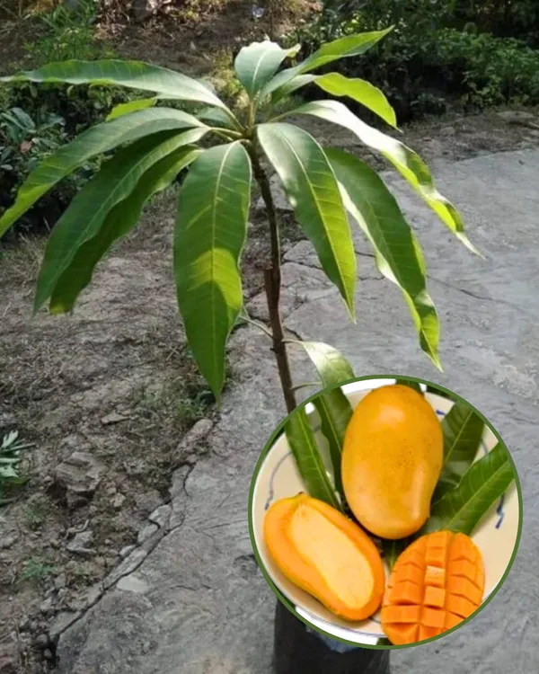 Mallika_Mango_Plant_|_Grafted_High-Yield_Hybrid_Variety_|_Sweet_Fiberless_Aromatic_Fruits_|_Early_Fruiting_|_Ideal_for_Pots_&_Gardens_|_Healthy_Live_Plant_Guaranteed