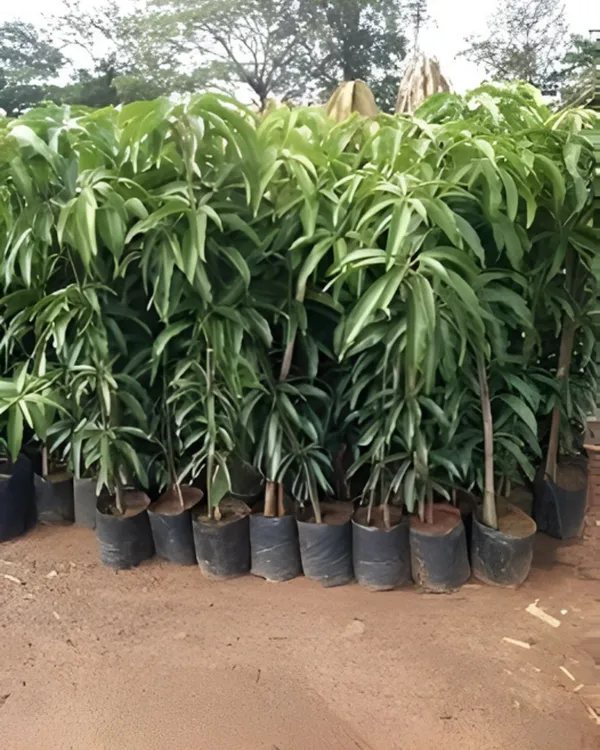 Mallika_Mango_Plant_|_Grafted_High-Yield_Hybrid_Variety_|_Sweet_Fiberless_Aromatic_Fruits_|_Early_Fruiting_|_Ideal_for_Pots_&_Gardens_|_Healthy_Live_Plant_Guaranteed