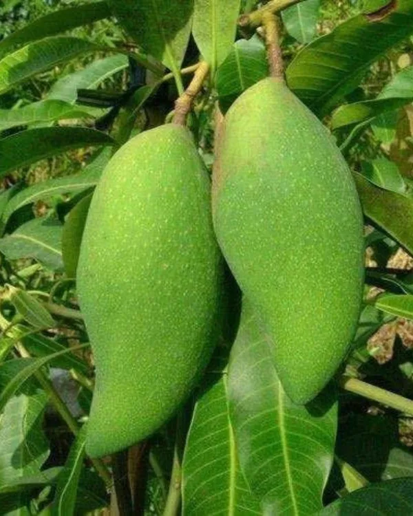 Mallika_Mango_Plant_|_Grafted_High-Yield_Hybrid_Variety_|_Sweet_Fiberless_Aromatic_Fruits_|_Early_Fruiting_|_Ideal_for_Pots_&_Gardens_|_Healthy_Live_Plant_Guaranteed
