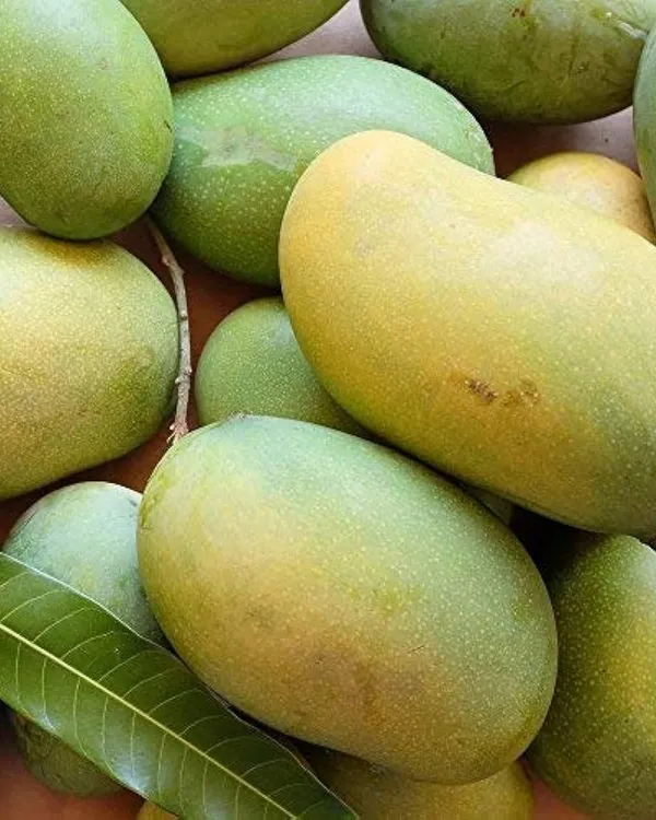 Mallika_Mango_Plant_|_Grafted_High-Yield_Hybrid_Variety_|_Sweet_Fiberless_Aromatic_Fruits_|_Early_Fruiting_|_Ideal_for_Pots_&_Gardens_|_Healthy_Live_Plant_Guaranteed