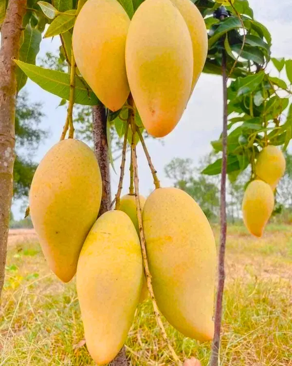 Mallika_Mango_Plant_|_Grafted_High-Yield_Hybrid_Variety_|_Sweet_Fiberless_Aromatic_Fruits_|_Early_Fruiting_|_Ideal_for_Pots_&_Gardens_|_Healthy_Live_Plant_Guaranteed