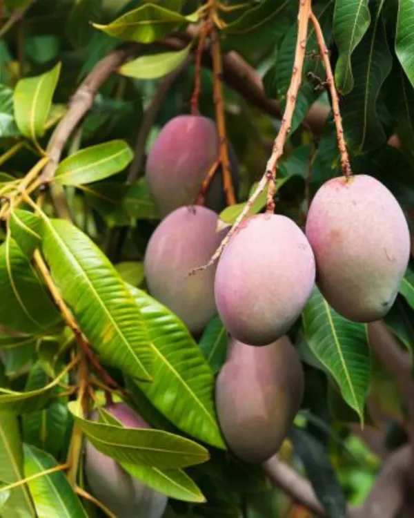 BARI-13_Mango_Plant_|_Grafted_All-Time_Premium_High-Yield_Variety_|_Sweet_Fiberless_Fruits_|_Fast_Growing_|_Ideal_for_Pots_&_Gardens_|_Healthy_Live_Plant_Guaranteed