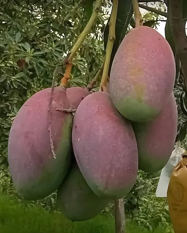 BARI-13_Mango_Plant_|_Grafted_All-Time_Premium_High-Yield_Variety_|_Sweet_Fiberless_Fruits_|_Fast_Growing_|_Ideal_for_Pots_&_Gardens_|_Healthy_Live_Plant_Guaranteed