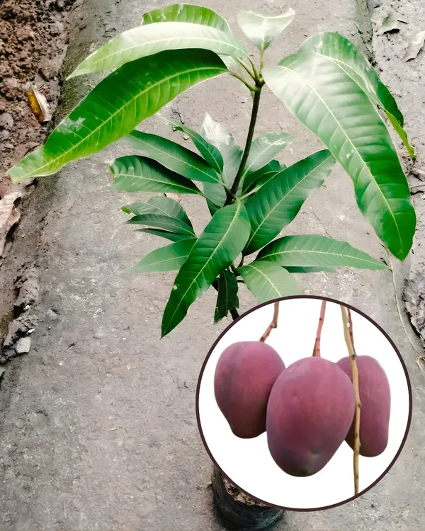 BARI-13_Mango_Plant_|_Grafted_All-Time_Premium_High-Yield_Variety_|_Sweet_Fiberless_Fruits_|_Fast_Growing_|_Ideal_for_Pots_&_Gardens_|_Healthy_Live_Plant_Guaranteed