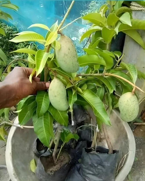BARI-13_Mango_Plant_|_Grafted_All-Time_Premium_High-Yield_Variety_|_Sweet_Fiberless_Fruits_|_Fast_Growing_|_Ideal_for_Pots_&_Gardens_|_Healthy_Live_Plant_Guaranteed