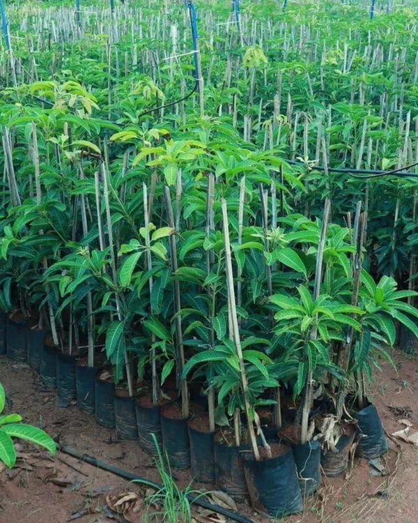 BARI-13_Mango_Plant_|_Grafted_All-Time_Premium_High-Yield_Variety_|_Sweet_Fiberless_Fruits_|_Fast_Growing_|_Ideal_for_Pots_&_Gardens_|_Healthy_Live_Plant_Guaranteed
