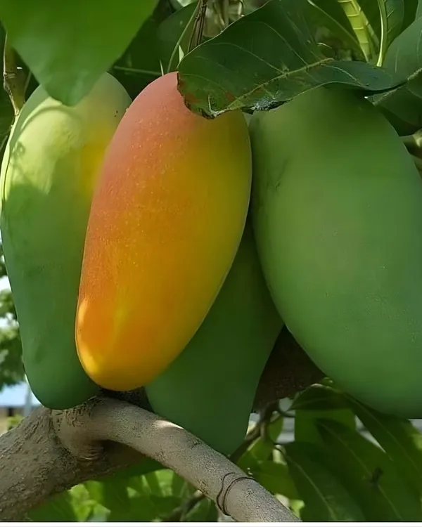BARI-11_Mango_Plant_|_Grafted_All-Time_Premium_High-Yield_Variety_|_Sweet_Aromatic_Fiberless_Fruits_|_Fast_Growing_|_Ideal_for_Pots_&_Gardens_|_Healthy_Live_Plant_Guaranteed