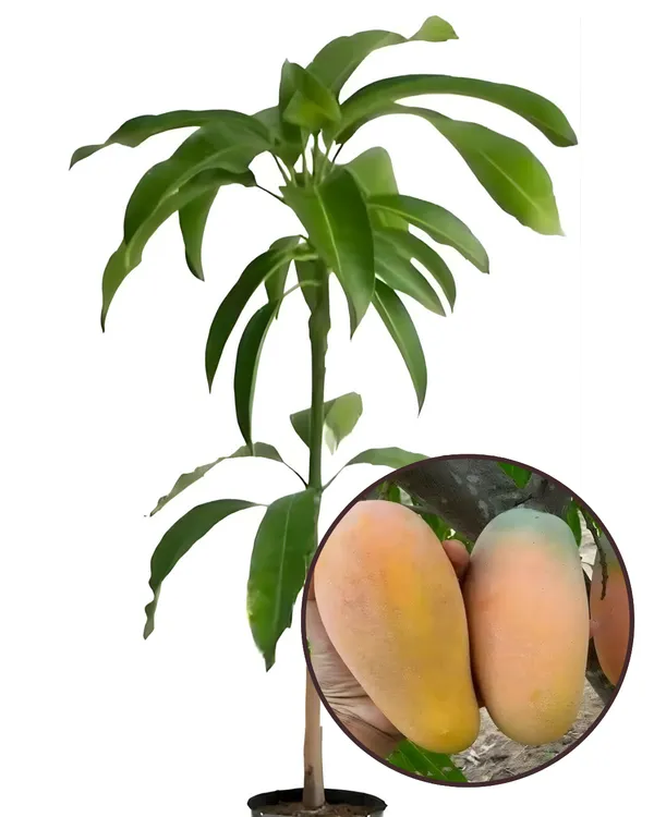 BARI-11_Mango_Plant_|_Grafted_All-Time_Premium_High-Yield_Variety_|_Sweet_Aromatic_Fiberless_Fruits_|_Fast_Growing_|_Ideal_for_Pots_&_Gardens_|_Healthy_Live_Plant_Guaranteed