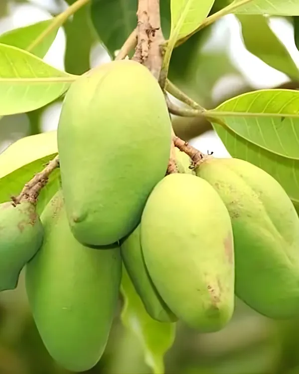 BARI-11_Mango_Plant_|_Grafted_All-Time_Premium_High-Yield_Variety_|_Sweet_Aromatic_Fiberless_Fruits_|_Fast_Growing_|_Ideal_for_Pots_&_Gardens_|_Healthy_Live_Plant_Guaranteed