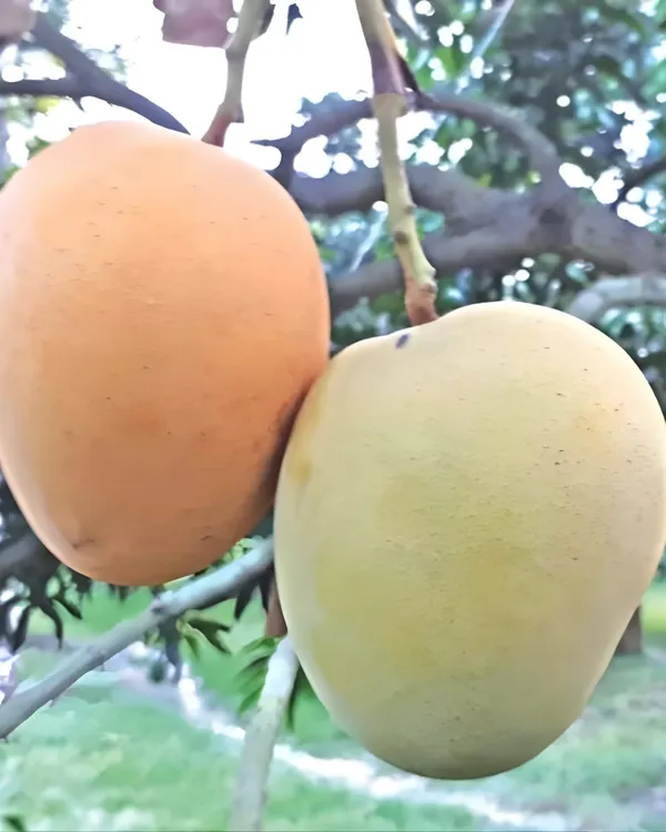 BARI-11_Mango_Plant_|_Grafted_All-Time_Premium_High-Yield_Variety_|_Sweet_Aromatic_Fiberless_Fruits_|_Fast_Growing_|_Ideal_for_Pots_&_Gardens_|_Healthy_Live_Plant_Guaranteed