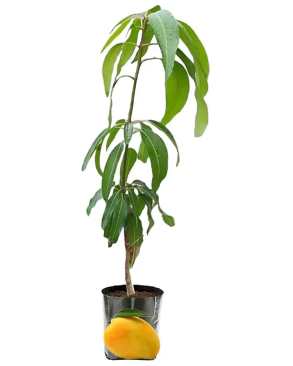 BARI-11_Mango_Plant_|_Grafted_All-Time_Premium_High-Yield_Variety_|_Sweet_Aromatic_Fiberless_Fruits_|_Fast_Growing_|_Ideal_for_Pots_&_Gardens_|_Healthy_Live_Plant_Guaranteed
